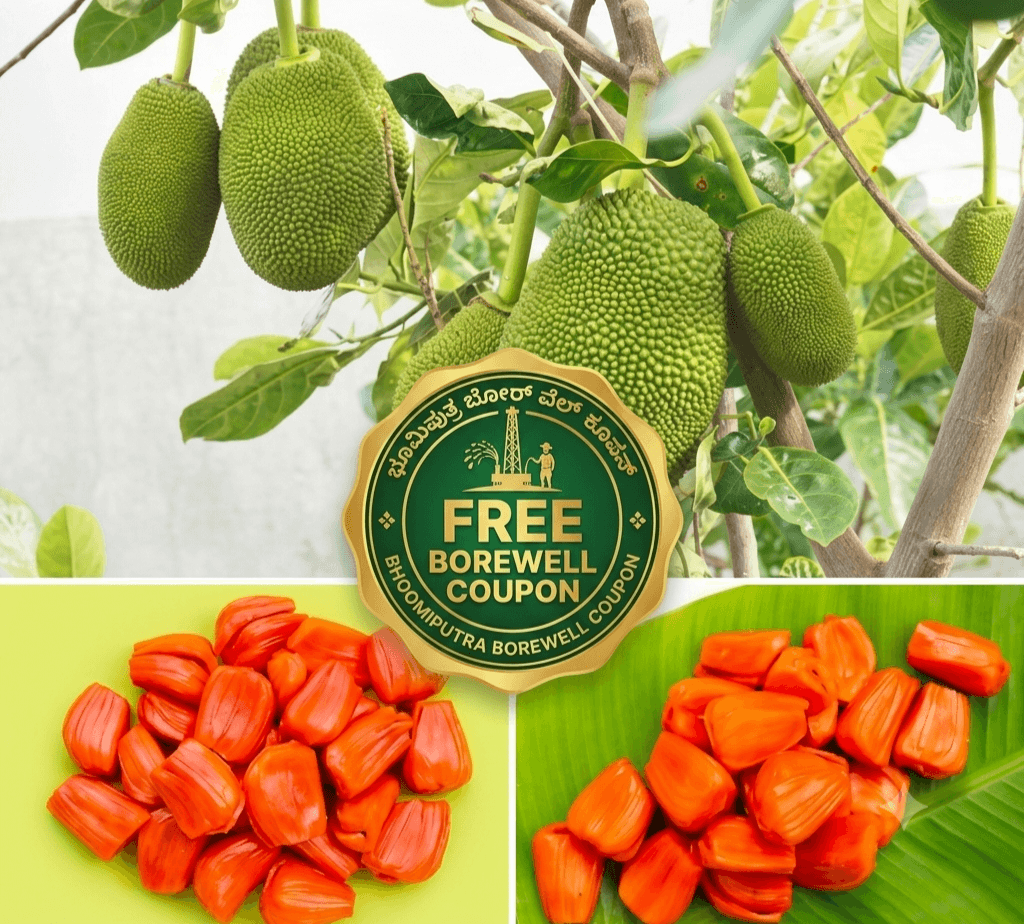 Vietnam Early Jackfruit Plant | Ready-to-Grow Single Pack